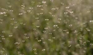 sciame di moscerini in un giardino