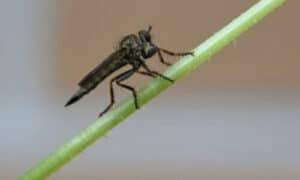 un moscerino su una piante che sembra innoquo ma a volte può essere pericoloso perchè può trasmettere malattie