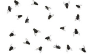 infestazione di mosche in abitazione