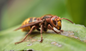 Il calabrone è meno aggressivo della vespa a meno che non venga infastidito