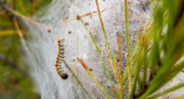 Le processionarie lasciano dei filamenti bianchi su alberi o piante