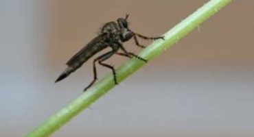 un moscerino su una piante che sembra innoquo ma a volte può essere pericoloso perchè può trasmettere malattie