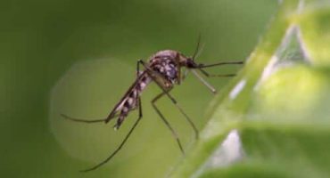 le zanzare sono tra gli insetti più pericolosi per l'uomo