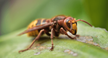 Il calabrone è meno aggressivo della vespa a meno che non venga infastidito